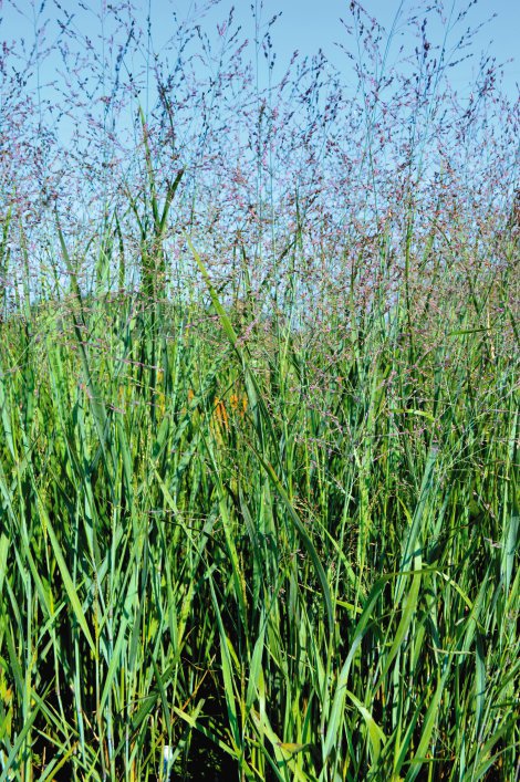 Zierhirse - Panicum virgatum