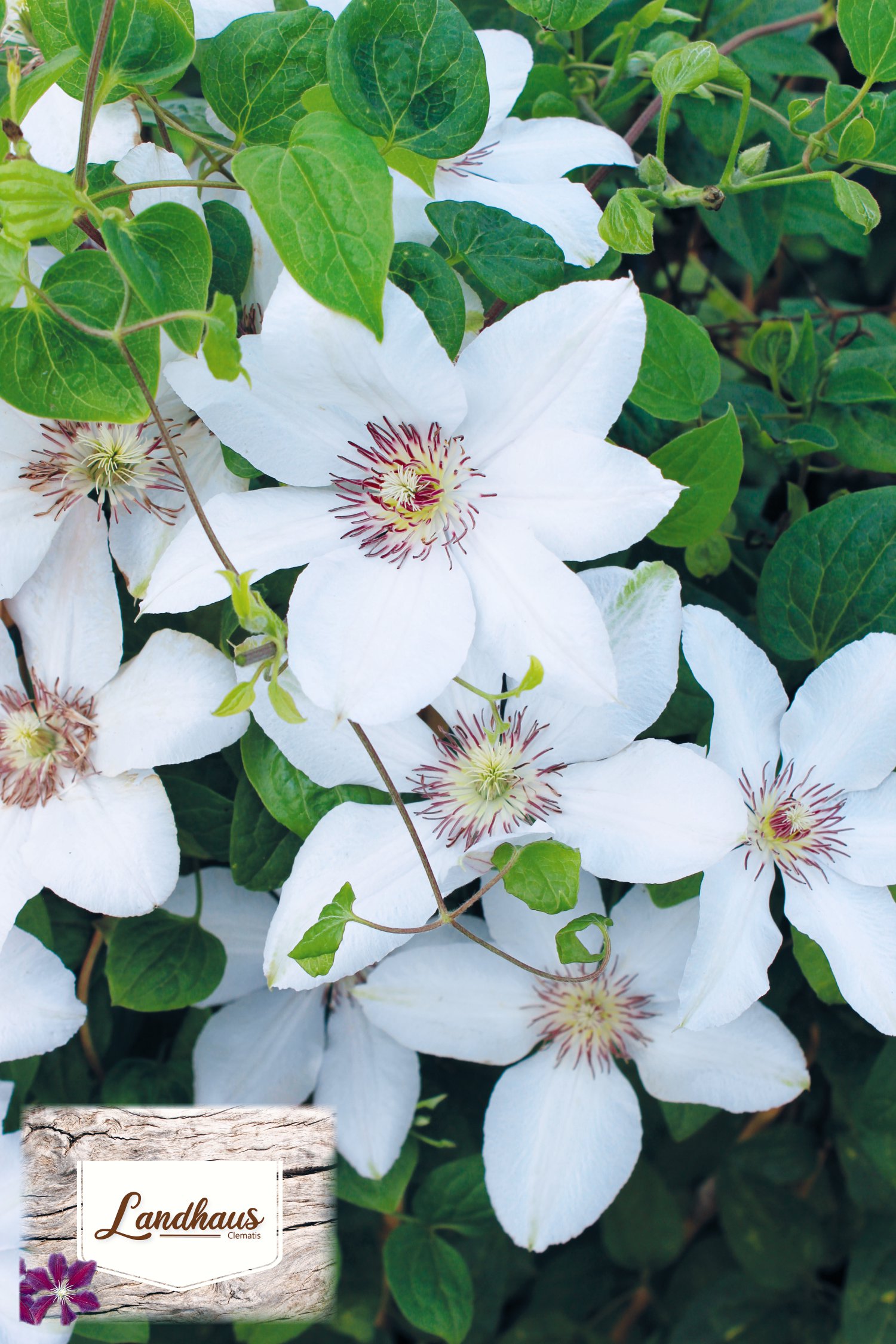 Clematis Landhaus