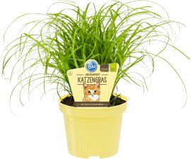 BIO-Katzengras Bio Cyperus Zumula T12