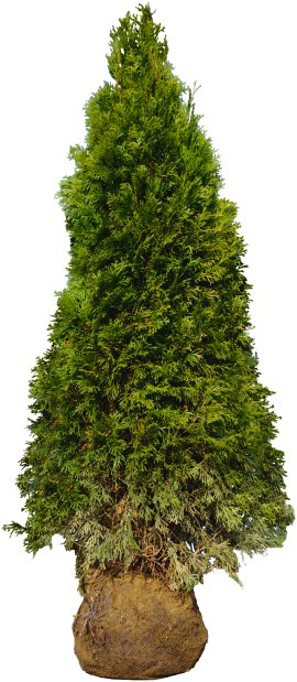 Smaragdthuje Occidentalis 125-150 cm