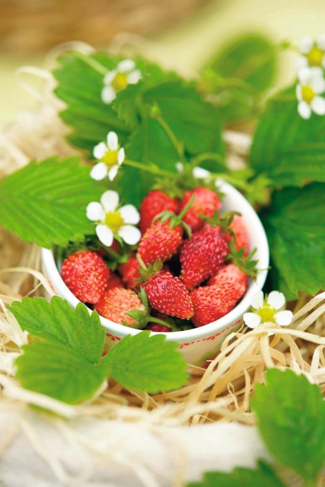 Bio Monats-Erdbeere Kleinfucht