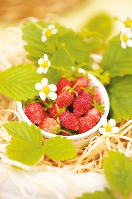 Bio Monats-Erdbeere Kleinfrucht
