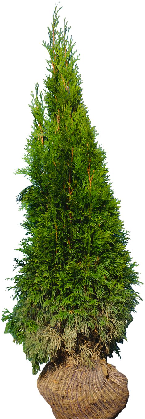 Smaragdthuje Occidentalis 100-125 cm