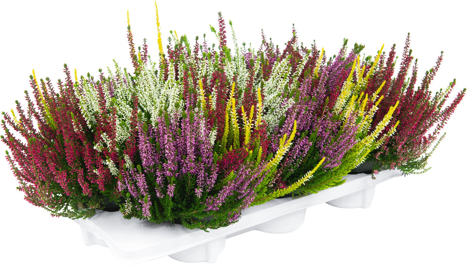 Besenheide - Calluna Beauty Ladies Quattro