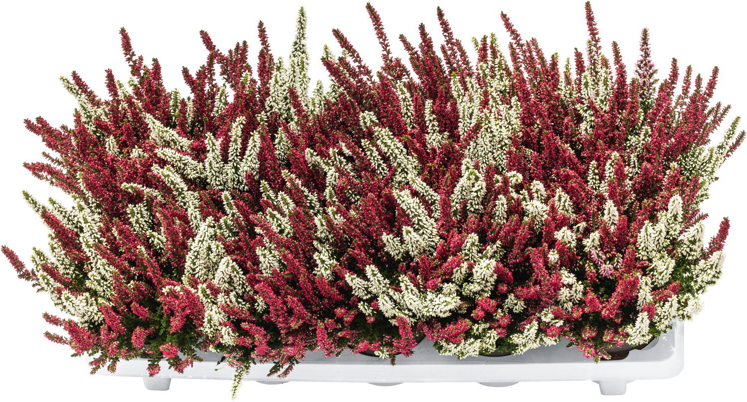 Besenheide - Calluna Beauty Ladies Twins