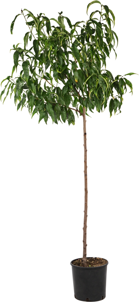 Obstbaum Halbstamm Pfirsich