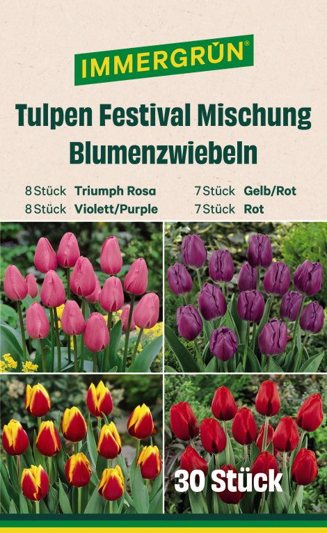 IMMERGRÜN Blumenzwiebel Tulpen