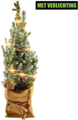 Zuckerhutfichte - Picea glauca Conica mit LED-Lichterkette