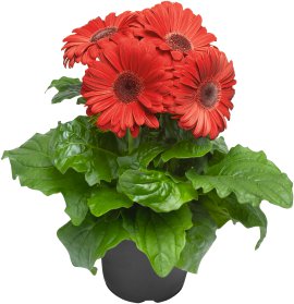 Freiland Gerbera - Gerbera jamesonii