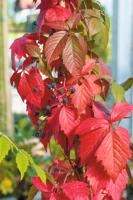 Mehrjährige Kletter- und Schlingpflanzen