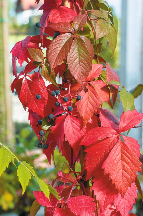 Wilde Weinrebe - Parthenocissus quinque