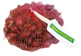 IMMERGRÜN Steckzwiebel Frühjahr Rot 400 g