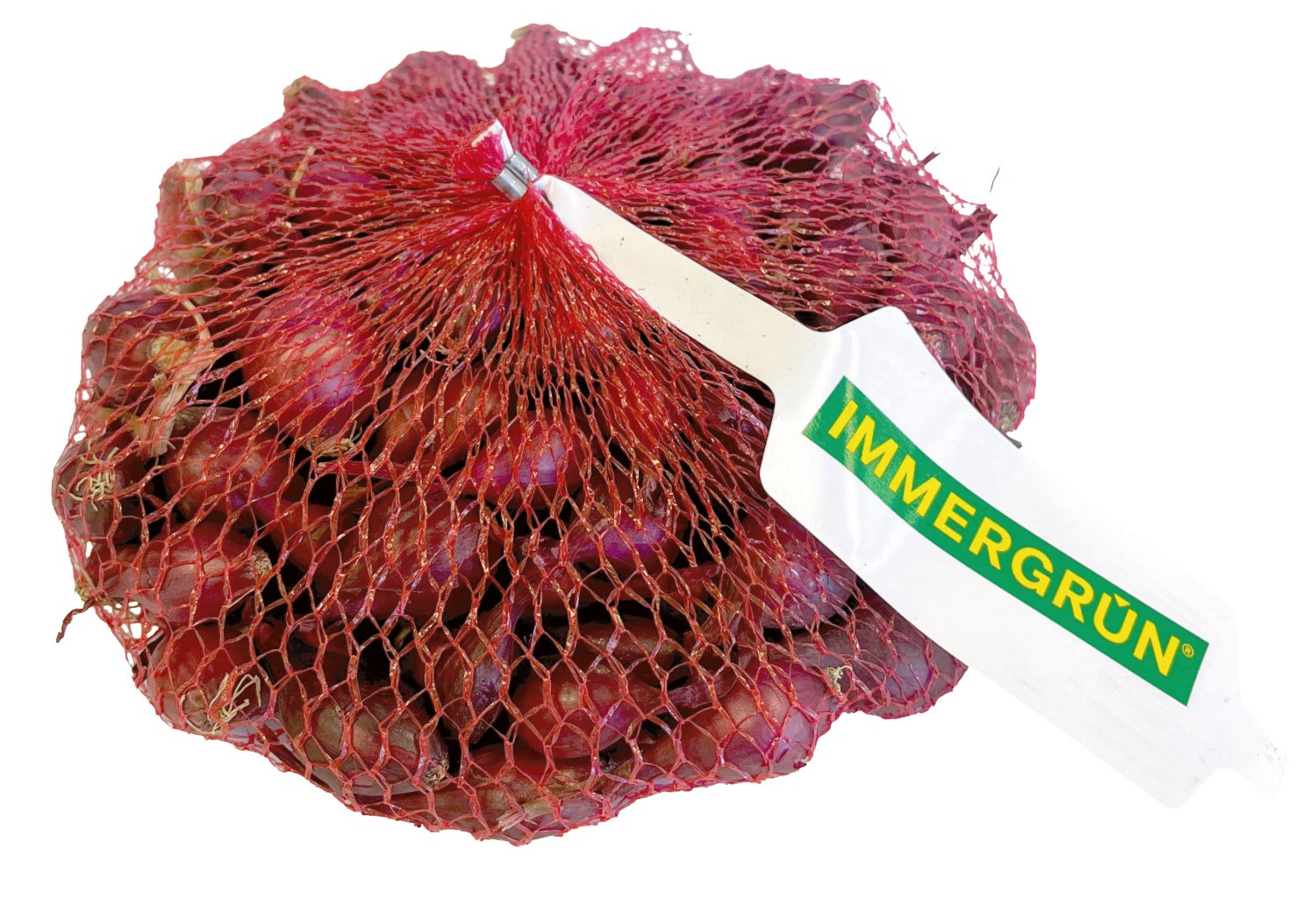 IMMERGRÜN Steckzwiebel Frühjahr Rot 400 g