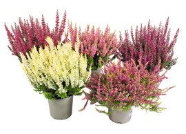 Calluna Garden Girls einfärbig 1 cm-Topf