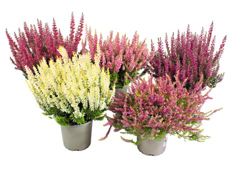 Calluna Garden Girls einfärbig 1 cm-Topf