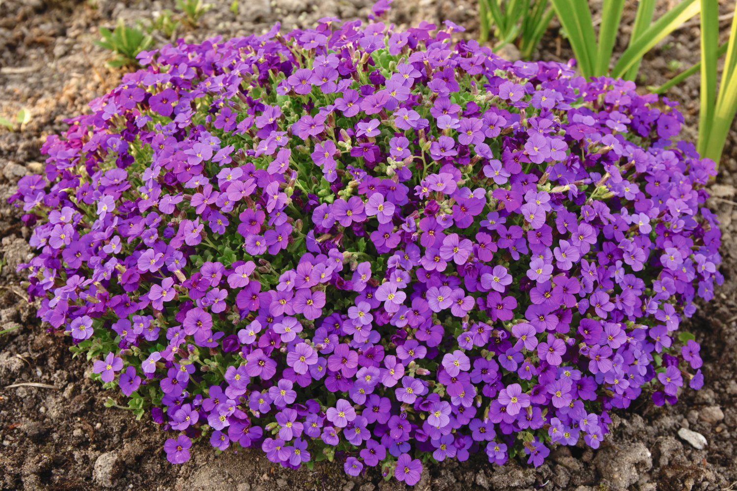 Blaukissen Aubrieta cultorum