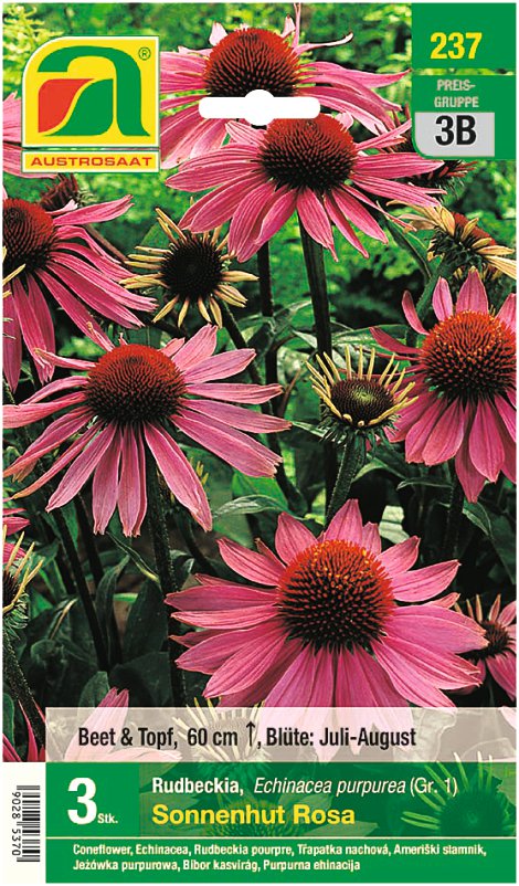 Rudbeckia Echinacea purpurea