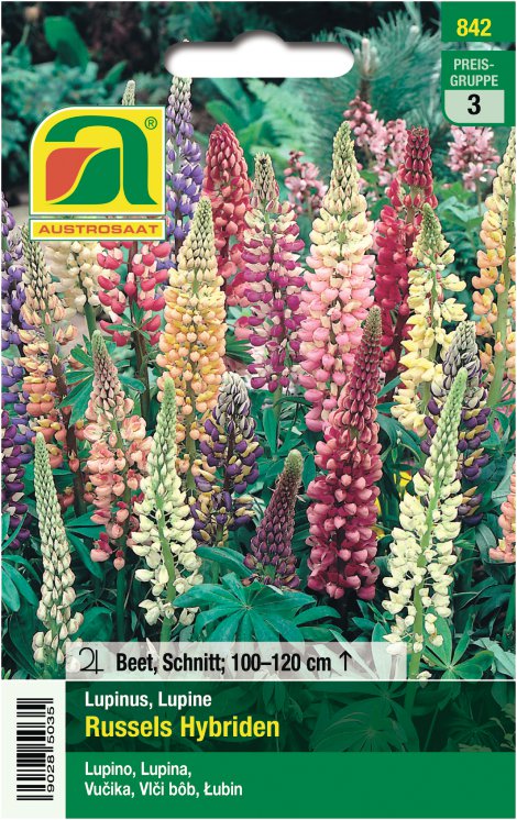 Lupinen Russels Mischung