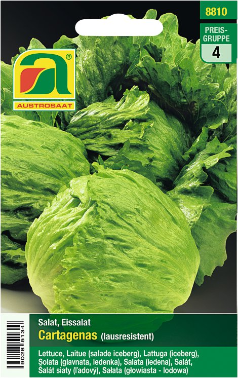 Eissalat Cartagenas, blattlausresistent