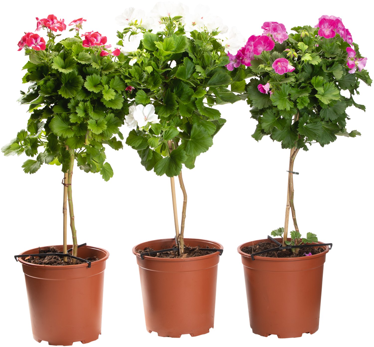 Edel-Pelargonie Hochstamm